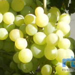 Chipiona podrá etiquetar sus vinos como Jerez-Xérès-Sherry tras su inclusión en la Zona de Crianza