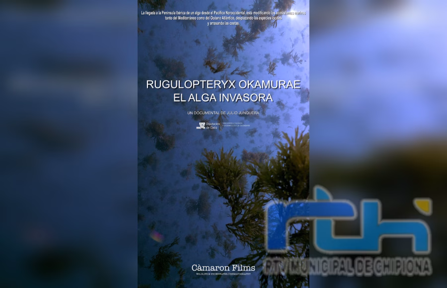 Un documental submarino patrocinado por la Diputación de Cádiz muestra los efectos del alga invasora en el litoral