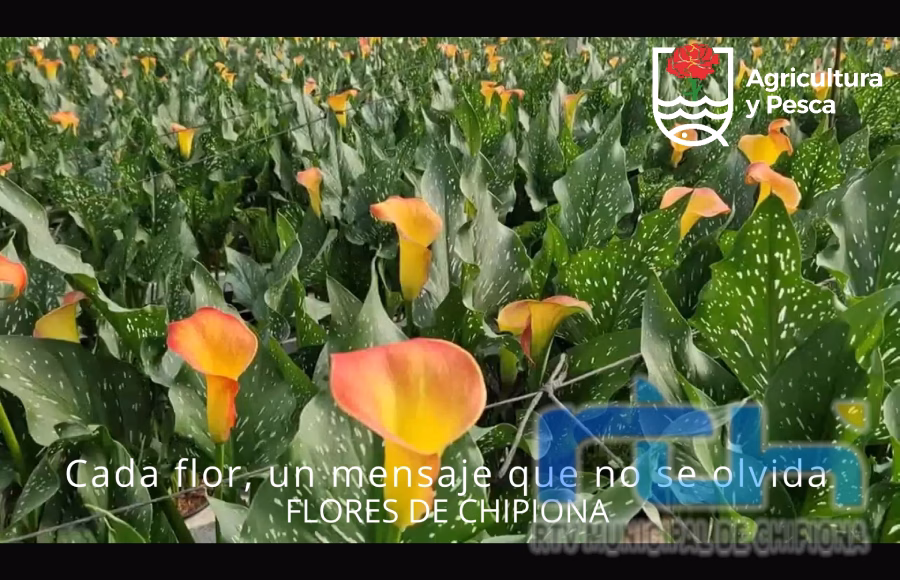 Agricultura vuelve a lanzar un vídeo para fomentar el consumo de flores de Chipiona por el Día de los Enamorados