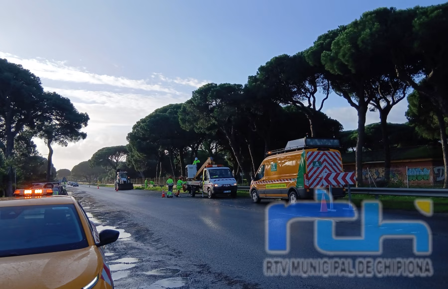 Tano Guzmán informa de una actuación urgente en la A-491 por riesgo de caída de pinos debilitados tras los últimos temporales
