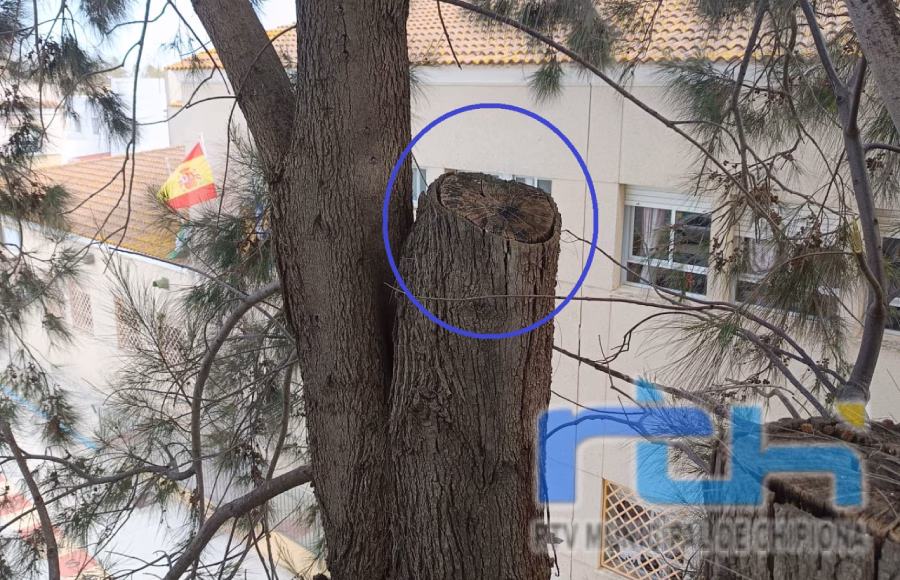 La Delegación de Parques y Jardines actuará de forma urgente en árboles del colegio Príncipe Felipe