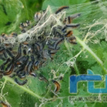 El Ayuntamiento de Chipiona intensifica las actuaciones de desinfección para eliminar la oruga del prado en zonas públicas