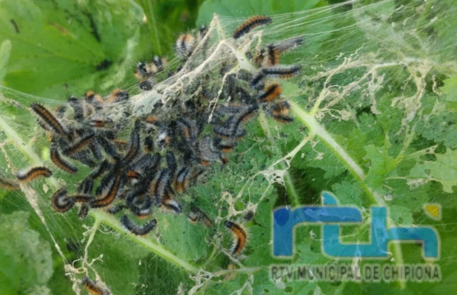 El Ayuntamiento de Chipiona intensifica las actuaciones de desinfección para eliminar la oruga del prado en zonas públicas