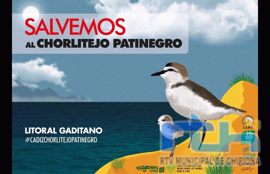 El grupo CANS participa en el cuarta campaña ‘Salvemos al chorlitejo patinegro’, una de las aves más amenazadas de las playas de Cádiz