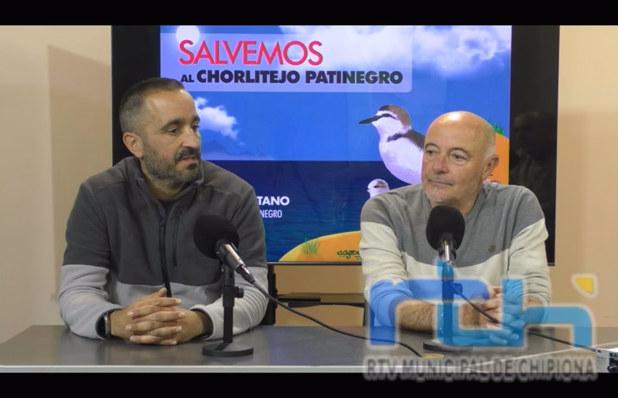 CANS pide colaboración ciudadana para una nueva campaña de protección del chorlitejo patinegro