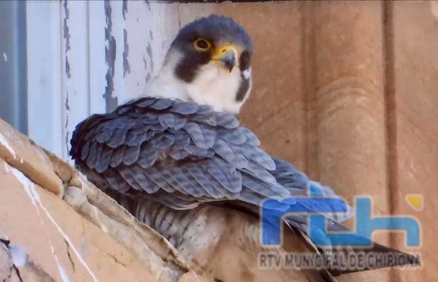 Chipiona solicita la supensión temporal de las visitas al faro hasta que abandonen su nido los polluelos de un halcón peregrino