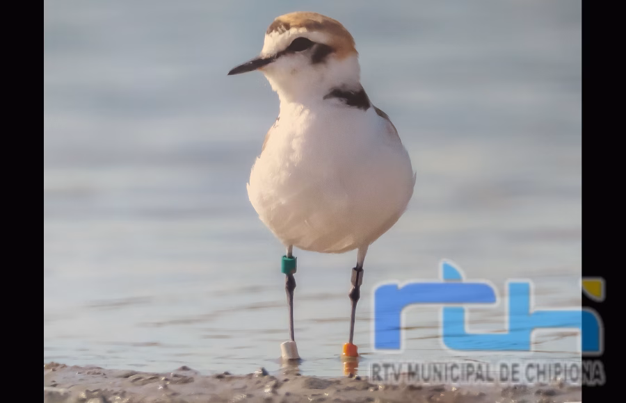 Chipiona refuerza su compromiso con la conservación del chorlitejo patinegro en su litoral
