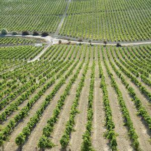 Comienza la vendimia del Marco de Jerez con previsión de recuperar la producción y una cosecha de calidad