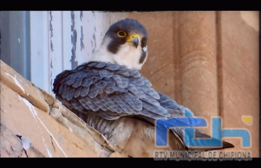 El halcón peregrino del faro de Chipiona tendrá una nueva caja nido